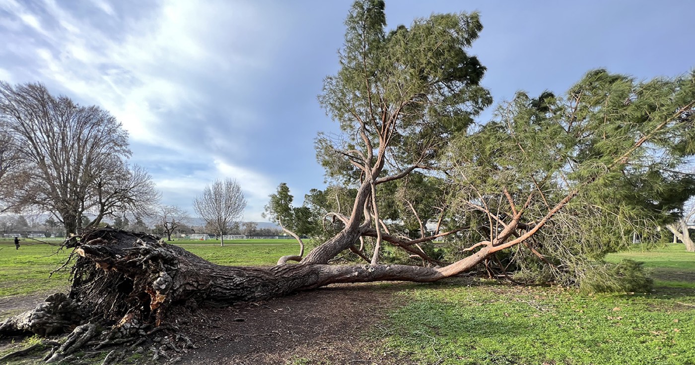 Storm damage at start of job